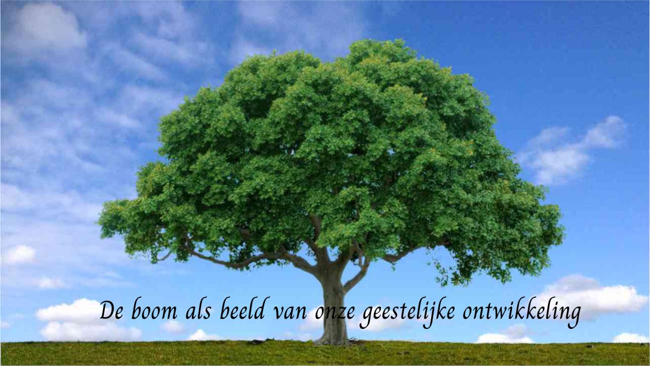 De boom als beeld van onze geestelijke ontwkkeling